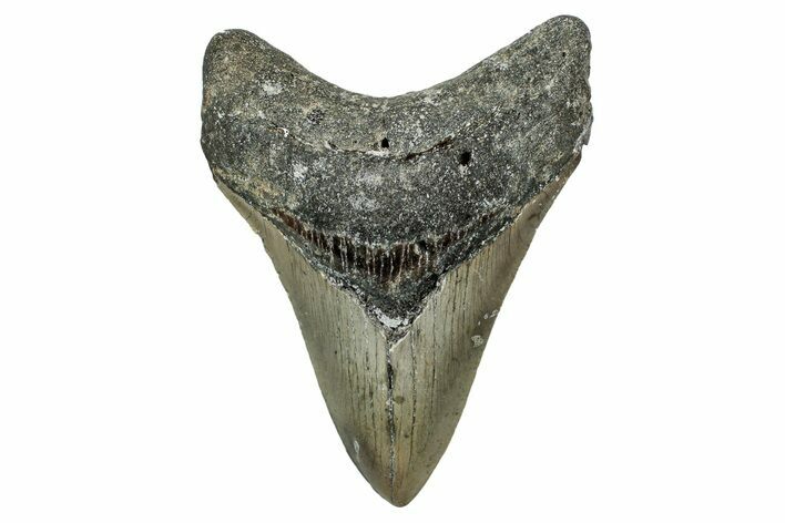 Fossil Megalodon Tooth - North Carolina #340876